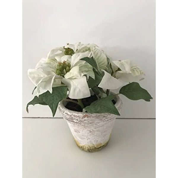 SIA — Witte ster | Decoratieve plant Made in France — SIA